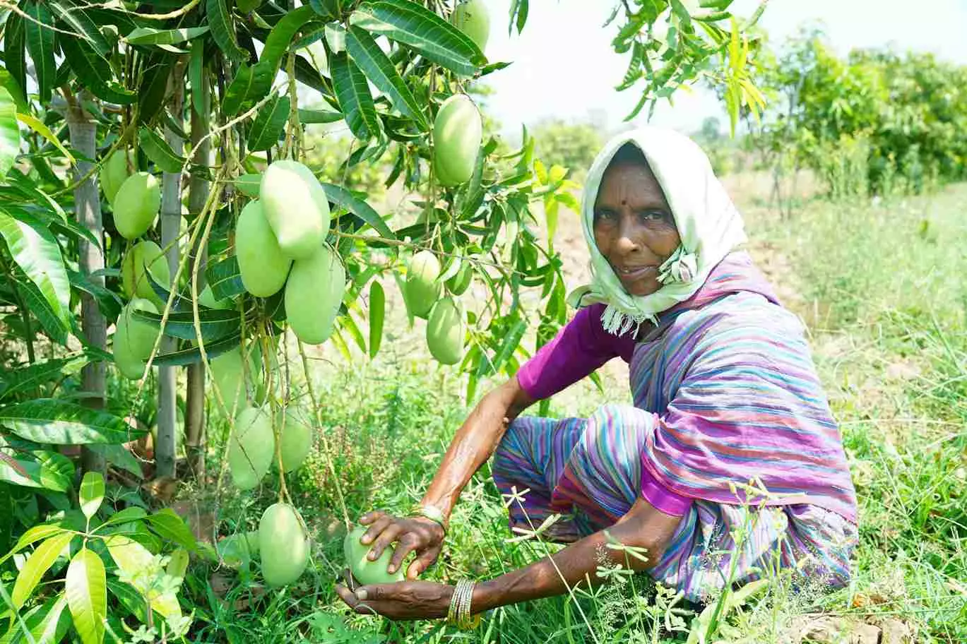 మామిడి తోట వల్ల కుటుంబం గడవడానికి ఆదాయం వస్తుంది అంటున్నారు రాంగాపూర్‌కి చెందిన  కొటెం మంగమ్మ,