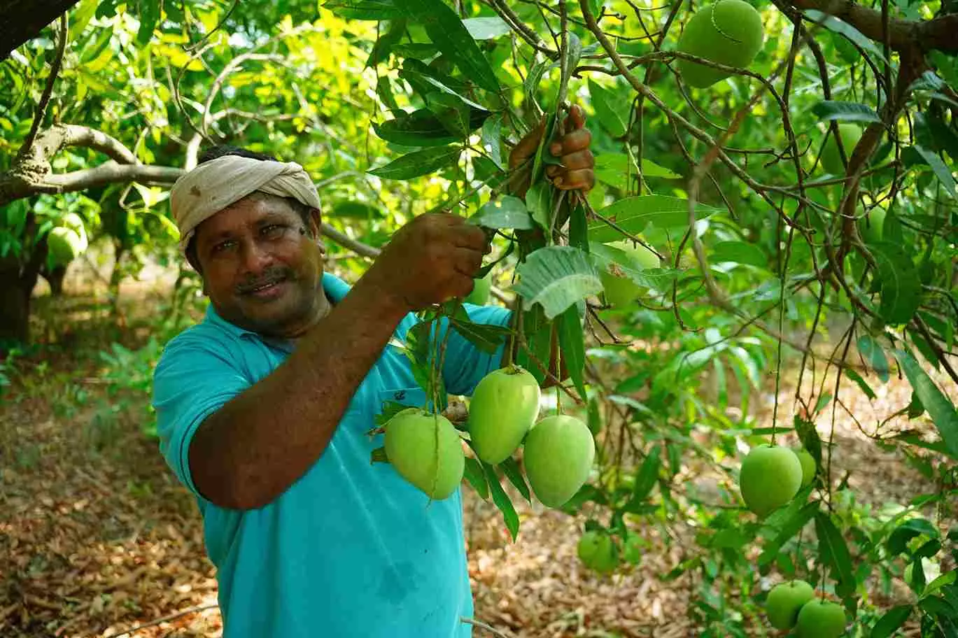 మాతోట మా జీవితాన్ని మార్చింది అంటున్న బాలాజీనగర్‌ లోని తన తోటలో విరగకాసిన మామిడి చెట్లను చూపుతున్న భూక్యా మీటు నాయక్‌.
