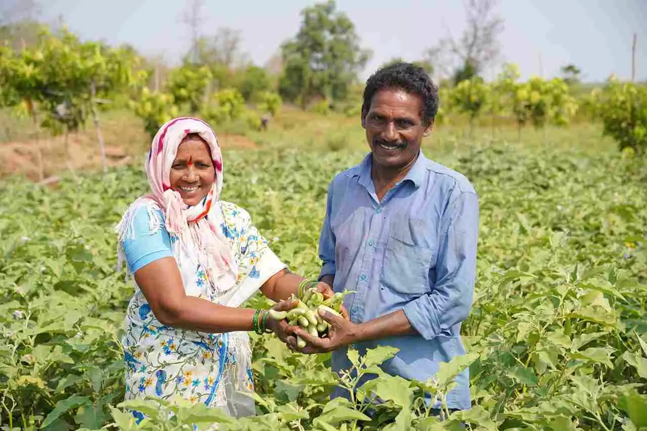 పండ్లతోట మధ్య అంతర పంటలుగా కూరగాయలు పండిస్తున్న రైతు జంట