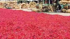 గుంటూరు మిర్చికి ఎందుకింత క్రేజ్.. ఎందుకీ గుర్తింపు..