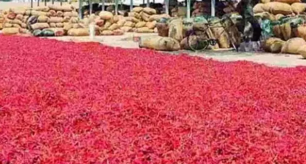 గుంటూరు మిర్చికి ఎందుకింత క్రేజ్.. ఎందుకీ గుర్తింపు.. గుంటూరు మిర్చికి ఎందుకింత క్రేజ్.. ఎందుకీ గుర్తింపు..