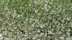 తెలంగాణలో 31 జిల్లాల్లో వర్షాభావ పరిస్థితులు, 29 శాతం లోటు వర్షపాతం