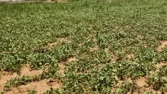 వానల్లేక కంది పోతున్న కంది రైతు