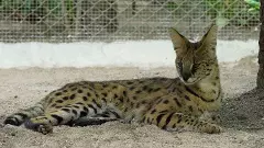 నెహ్రూ జూపార్కులో ప్రత్యేక ఆకర్షణ..పులిని పోలిన ఆఫ్రికా పిల్లులు