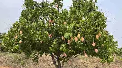 Chittoor Mango | సీజన్ చివర్లో చిత్తూరు ‘తోతాపురి మామిడి పండగ’