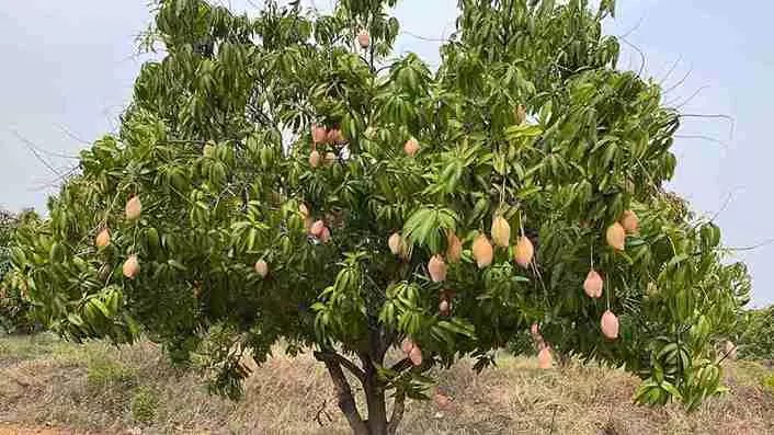 Chittoor Mango | సీజన్ చివర్లో చిత్తూరు ‘తోతాపురి మామిడి పండగ’ Chittoor Mango | సీజన్ చివర్లో చిత్తూరు ‘తోతాపురి మామిడి పండగ’