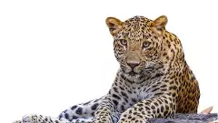 హైదరాబాద్ శివారు బాలాపూర్ లో చిరుతల కలకలం