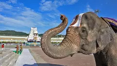 హైదరాబాదులోని ఆనంద నిలయం శ్రీవారి అంకితం..