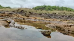 హైదరాబాద్‌కు వందల్లో వానాకాలపు విజిటర్స్....