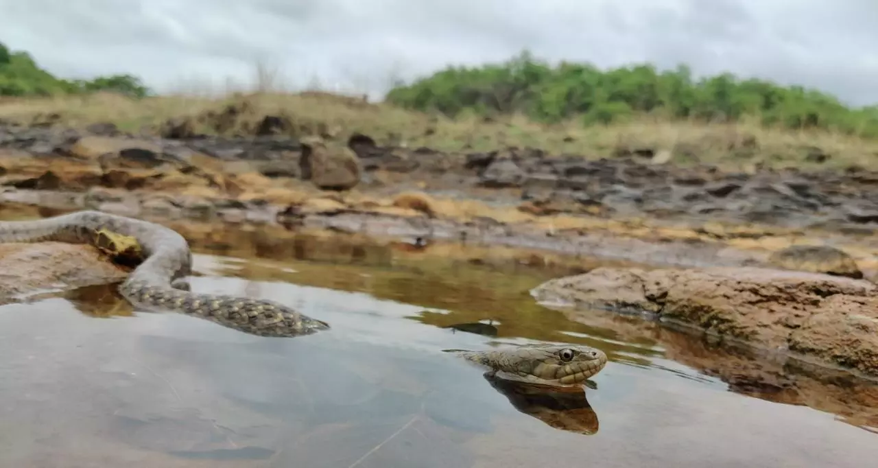 హైదరాబాద్‌కు వందల్లో వానాకాలపు విజిటర్స్....
