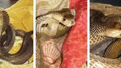 కింగ్ కోబ్రాల మీద క్రూరత్వం వద్దు