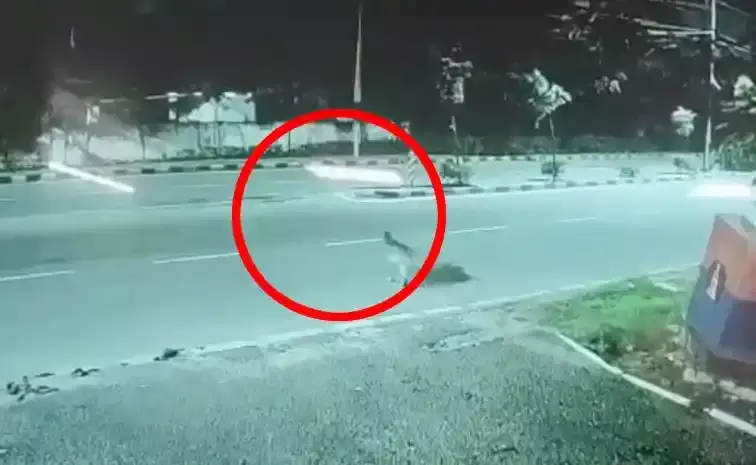 హైదరాబాద్ లో  మరో  చిరుత ప్రత్యక్షం