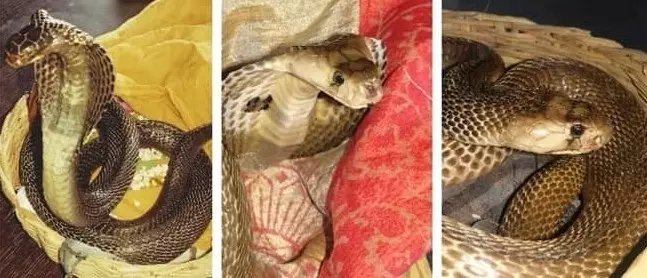 కింగ్ కోబ్రాల మీద క్రూరత్వం వద్దు కింగ్ కోబ్రాల మీద క్రూరత్వం వద్దు