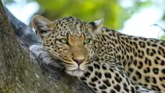 చిరుతలు జనవాసాల్లోకి ఎందుకు వస్తున్నాయంటే...