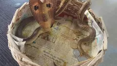 క్రూరంగా కింగ్ కోబ్రాల కోరలు పీకారు...ఎక్కడంటే...