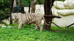 భాగ్యనగరం ‘తెల్ల పులి’కి మహాభాగ్యం