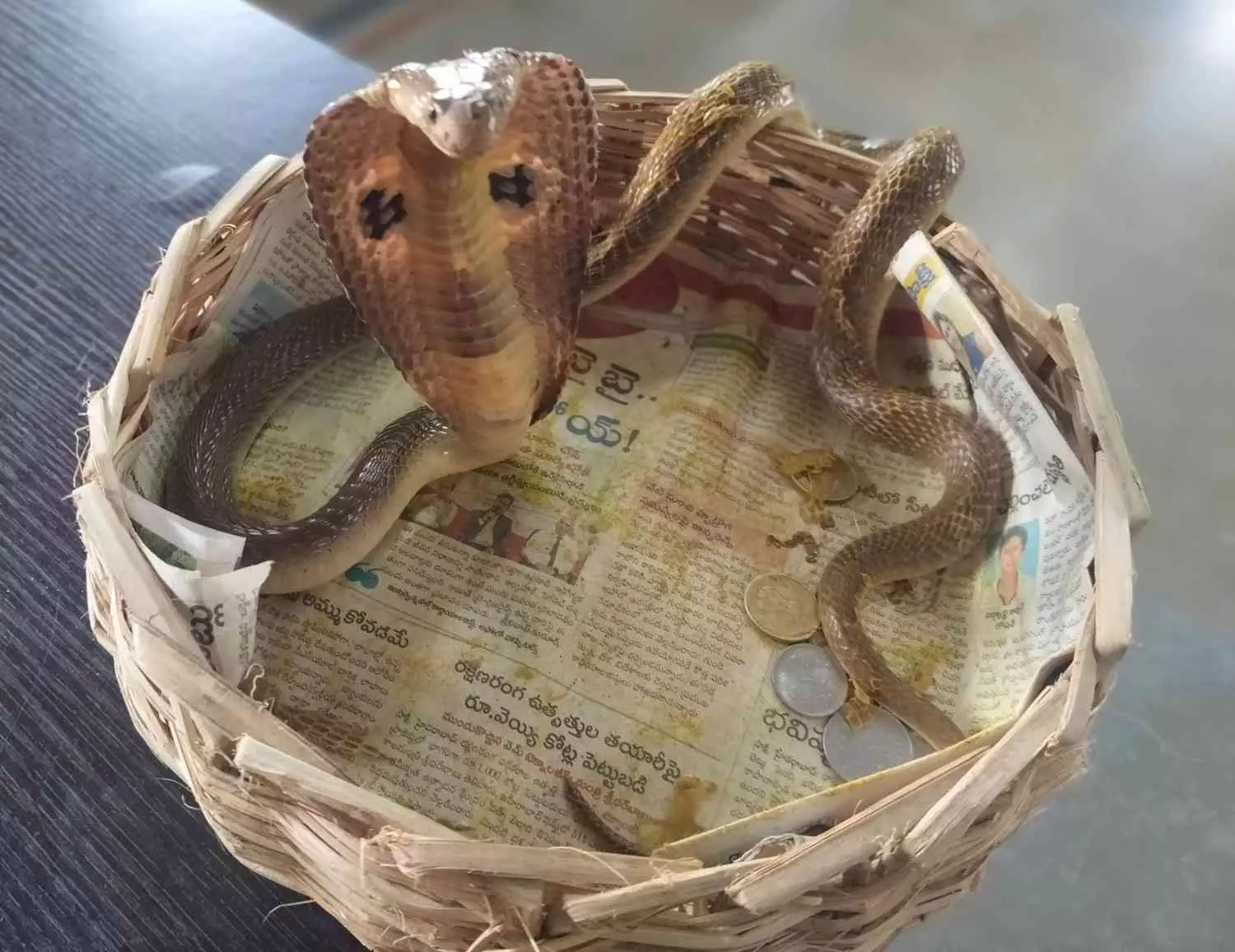 క్రూరంగా కింగ్ కోబ్రాల కోరలు పీకారు...ఎక్కడంటే... క్రూరంగా కింగ్ కోబ్రాల కోరలు పీకారు...ఎక్కడంటే...