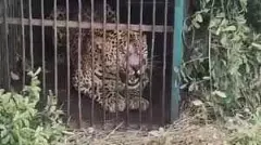 హైదరాబాద్ లో  చిక్కిన చిరుత