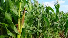 తెలంగాణ రైతుల మీద ‘విత్తనాల’ దాడి