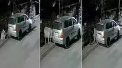 పెరుగుతున్న ఆవుల కిడ్నాప్‌లు..