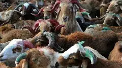 బెట్టింగ్ యాప్ కేసుల్లో గొర్రెల స్కాం నిందితులు