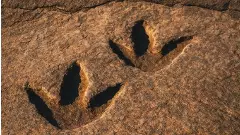 శేషాచలం అడవుల్లో ఫాసిల్ ట్రాక్స్