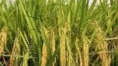 తొడగొట్టి చెప్పుకోదగ్గ తెలుగోడి వరి కథ ఇది!