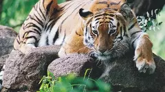 ఏడు నెలల తరువాత కనిపించిన పెద్ద పులి..