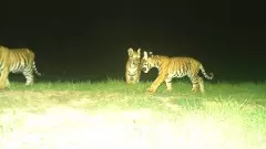 అమ్రాబాద్ టైగర్ రిజర్వులో ‘అమ్మలు’, ‘అమ్మమ్మలు’