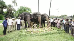 జూపార్కులో ఏనుగులకు జంబో విందు, ఎందుకంటే...