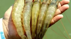 ట్రంప్ సాకుతో రొయ్య రైతుల్ని దోపిడీ చేస్తున్న ట్రేడర్లు