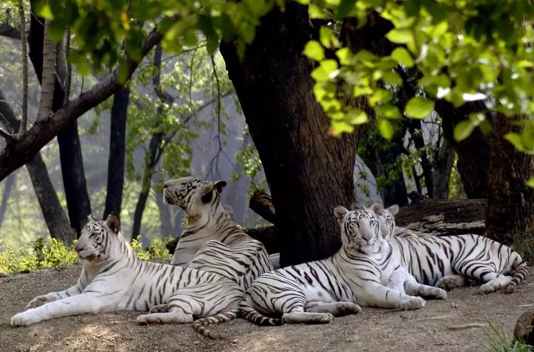 వన్యప్రాణులకోసం ప్రసూతి కేంద్రం