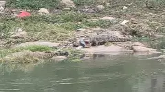 మూసీ, మంజీరాలో మొసళ్లు...బిగ్ అలర్ట్