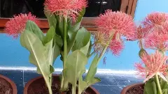 వెళ్ళే ముందు చెప్పవా?