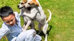 ఏది ముఖ్యం: మానవ జీవన భద్రా లేక జంతు రక్షణా?