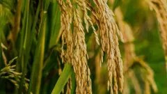 సన్నబియ్యం తింటున్నారా! : శాస్త్రవేత్తలేమంటున్నారు?