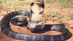 తెలంగాణలోనూ గిరినాగుల సంచారం...