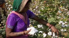 తెలంగాణ పత్తి రైతులకు కేంద్రం ద్రోహం