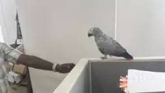 సచివాలయానికి వచ్చిన అరుదైన అతిథి ‘ఆఫ్రికన్ గ్రే చిలుక’