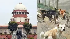 మంచి వీధి కుక్కలకు సుప్రీంకోర్టు ఊరట