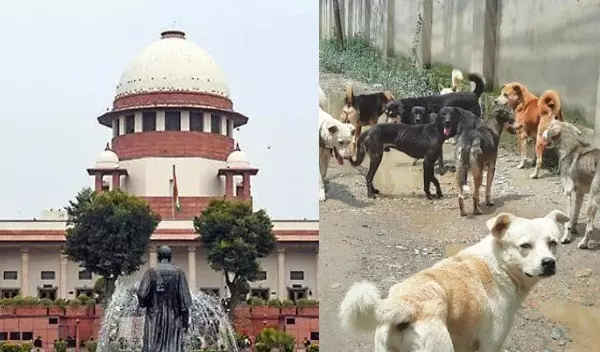 మంచి వీధి కుక్కలకు సుప్రీంకోర్టు ఊరట మంచి వీధి కుక్కలకు సుప్రీంకోర్టు ఊరట