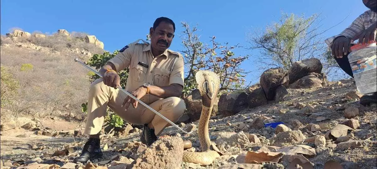 12 ఏళ్లుగా పాములే అతని నేస్తాలు 12 ఏళ్లుగా పాములే అతని నేస్తాలు