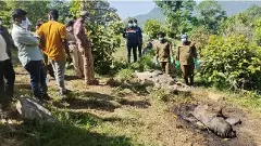 Tragedy in the forest | తల్లి కనిపించక ప్రాణం వదిలిన పిల్లఏనుగు