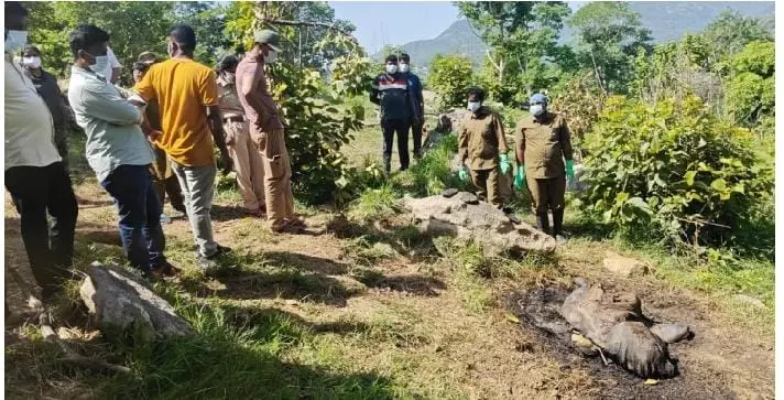 Tragedy in the forest | తల్లి కనిపించక ప్రాణం వదిలిన పిల్లఏనుగు