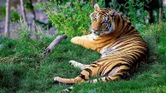 హైదరాబాద్ అరణ్య భవన్ లో టైగర్ సెల్