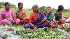 ఇక్కడ కలుపు మొక్కలే పోషకాహారం!