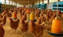 పౌల్ట్రీ రంగంలో ఏయే వస్తువుల రేట్లు తగ్గుతాయంటే.. పౌల్ట్రీ రంగంలో ఏయే వస్తువుల రేట్లు తగ్గుతాయంటే..