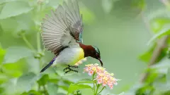 పక్షి ప్రపంచంలోకి తొంగి చూడటం ఎలా?