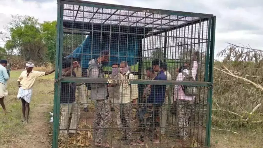 పులి బోనులో అటవీశాఖ సిబ్బంది..