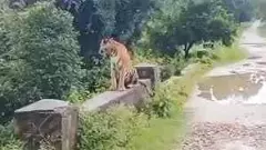 మంచిర్యాల జిల్లా జన్నారంలో మళ్లీ పులి కలకలం